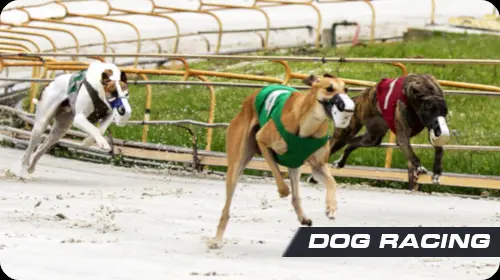 Dog racing coverImage