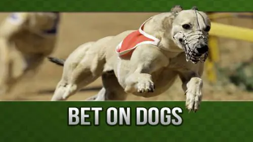 Dogs-6 coverImage